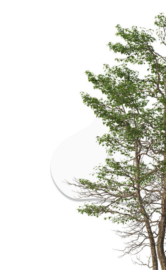 Tree Right
